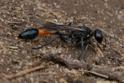Ammophila sabulosa (Red-banded Sand Wasp).jpg